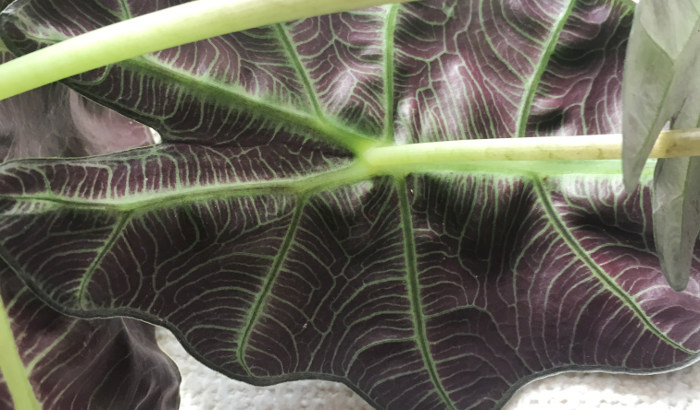 アロカシア アマゾニカの育て方 濃緑に銀白色の葉脈が走る葉が美しい 植物図鑑 ボタニーク