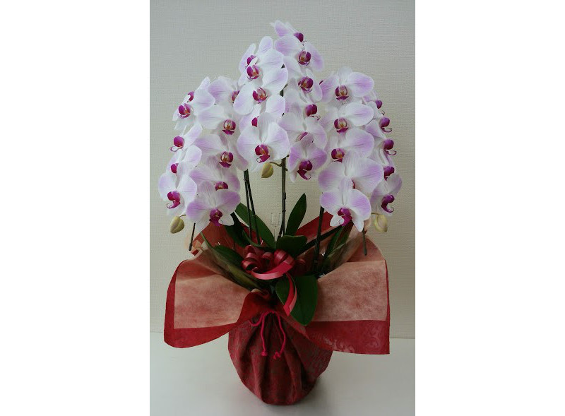 プランツショップ Kurata 埼玉県川口市 川口元郷 の花屋 園芸店 ボタニーク