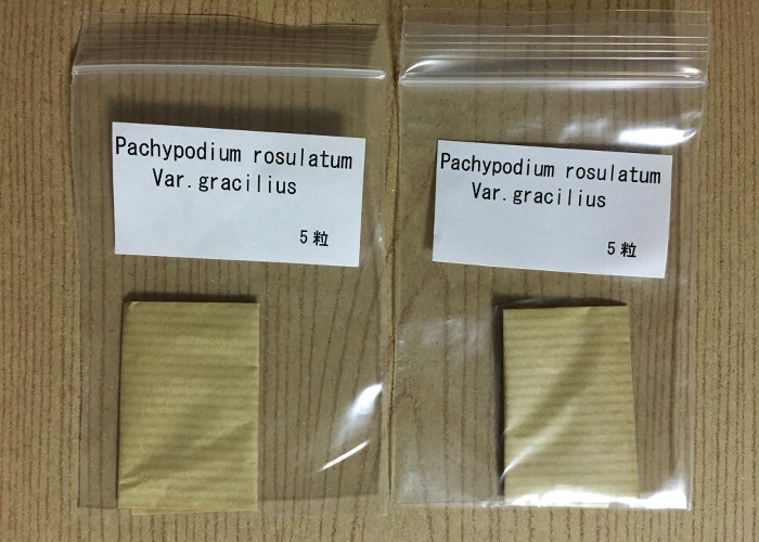 パキポディウム グラキリスの種子