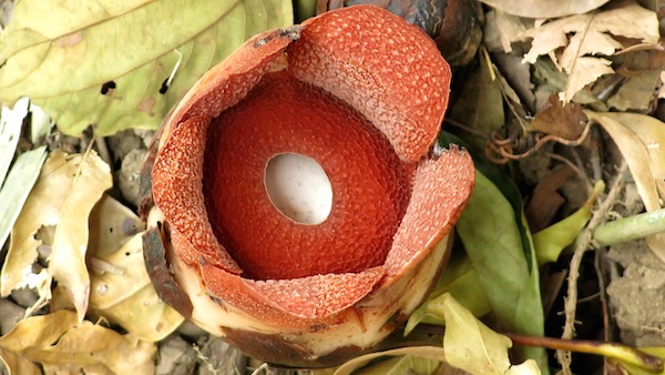 世界最大の花 ラフレシア フィリピンで直径 9 7 センチの最小の新種が見つかる ボタニーク