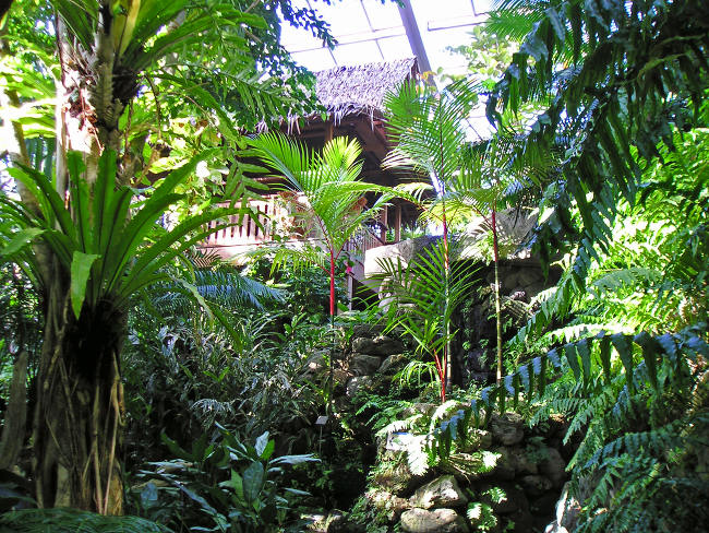 板橋 熱帯環境植物館