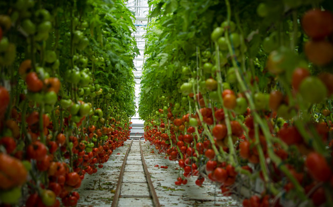 イチゴを北海道で通年栽培 ディズニーランドが食糧の自給進める ボタニーク