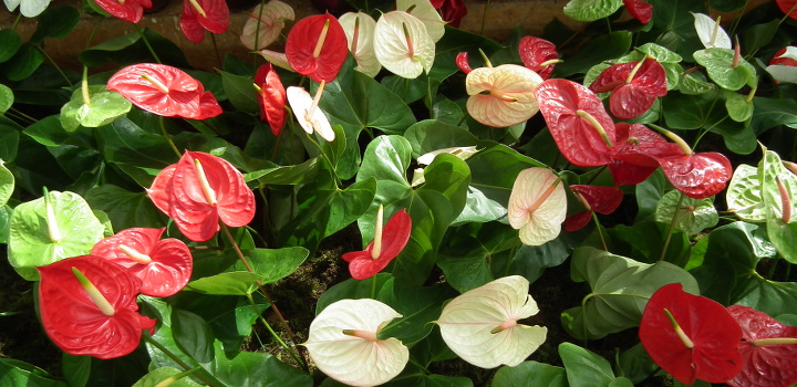 アンスリウムの育て方 鮮やかな赤やピンクに色づくハート型の仏炎苞 植物図鑑 ボタニーク