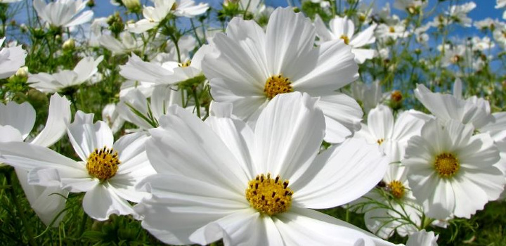 コスモスの育て方 秋の花のイメージが強いが夏から開花する種も 植物図鑑 ボタニーク