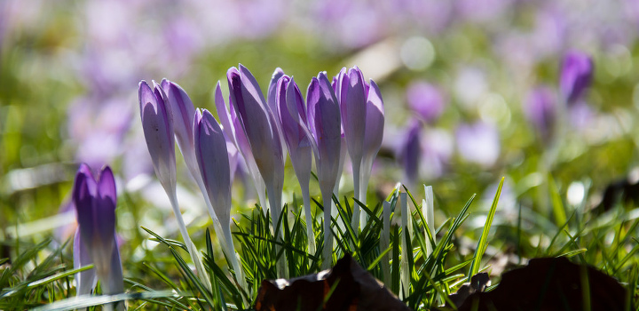 クロッカスの育て方 厳寒にも耐える早春の花 植物図鑑 ボタニーク