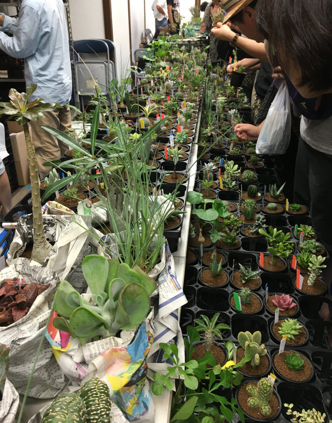 第1回 関東カクタス専門家連盟 サボテンと多肉植物の即売会 参加レポート ボタニーク