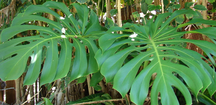 モンステラの育て方 植え替え方法と増やし方 植物図鑑 ボタニーク