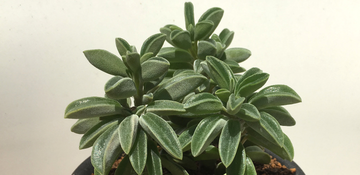ペペロミア アスペルラの育て方 植物図鑑 ボタニーク