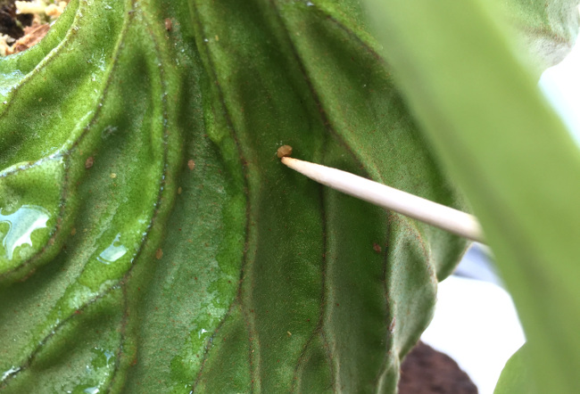 植物の栄養を吸い取る害虫 カイガラムシの生態と駆除方法 ボタニーク