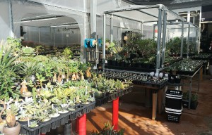 店内に塊根植物、多肉植物が所狭しと並ぶ鶴仙園