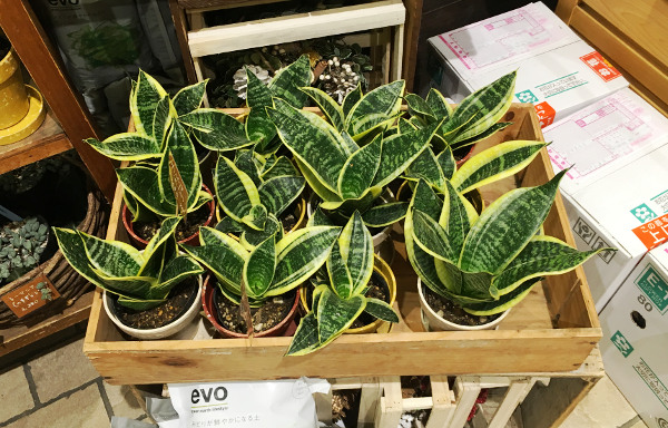 商品画像 サンセベリア Sansevieria レ・ミルフォイユ・ドゥ・リベルテ 二子玉川店