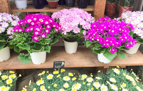 季節の花鉢 銀座 東京フラワー