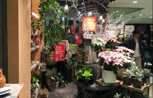 観葉植物、多肉植物、季節の花鉢、ランと幅広いラインアップ