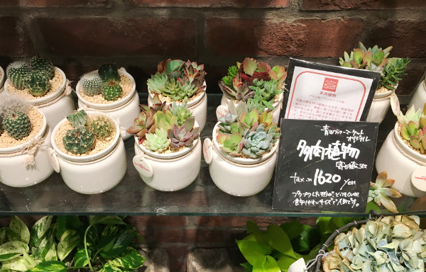 オリジナル多肉植物の寄せ植え