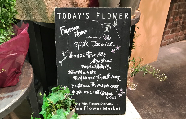 店舗で紹介している今日の花 この日は「羽衣ジャスミン」