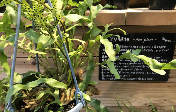 アリ植物 アリが球根内部に住み着くことから