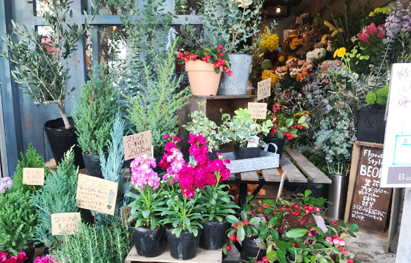 店頭の季節の花苗、観葉植物、オリーブ ベオーネ 用賀駅