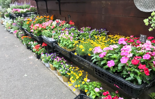 花苗 フローリスト ココライド 吉祥寺