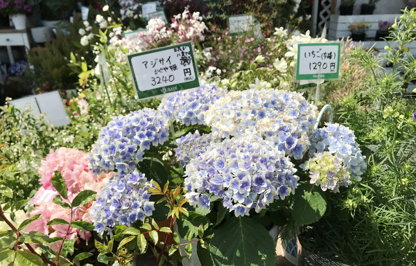 紫陽花 かぐや姫