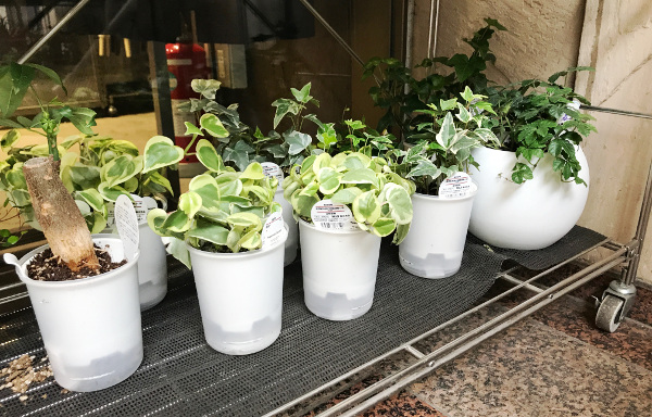 底面給水鉢の観葉植物 ペペロミア