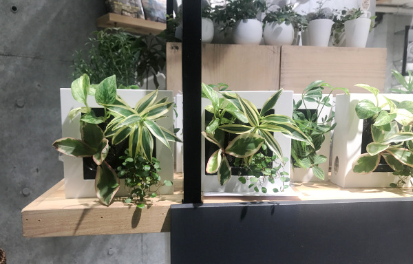 壁面に設置可能な観葉植物