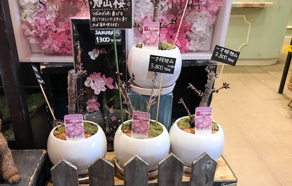桜旭山の盆栽 室内でお花見ができます！