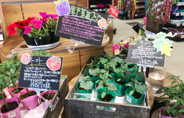 家庭菜園 きゅうり、トマトの苗