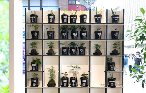 苔玉、観葉植物 LUSH 新宿店