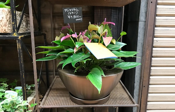 flowers SHALIMAR フラワーズ・シャリマァ