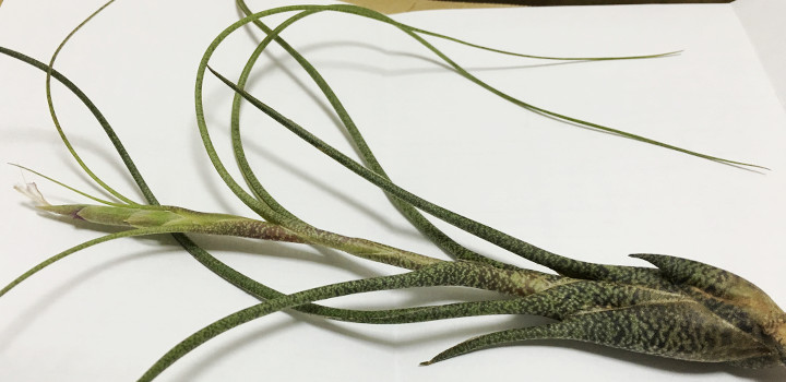 ティランジア エアプランツ ブッツィーの育て方 緑の斑点が特徴の壺型種 植物図鑑 ボタニーク