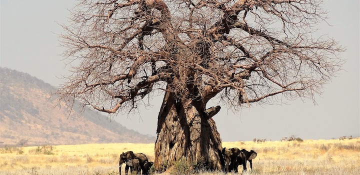 バオバブ マダガスカル、アフリカに自生する神秘の大木 植物図鑑 ボタニーク