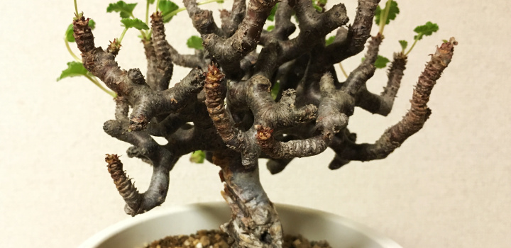 ペラルゴニウム・ミラビレの育て方 - 褐色の枝幹から浮かぶふわふわの 