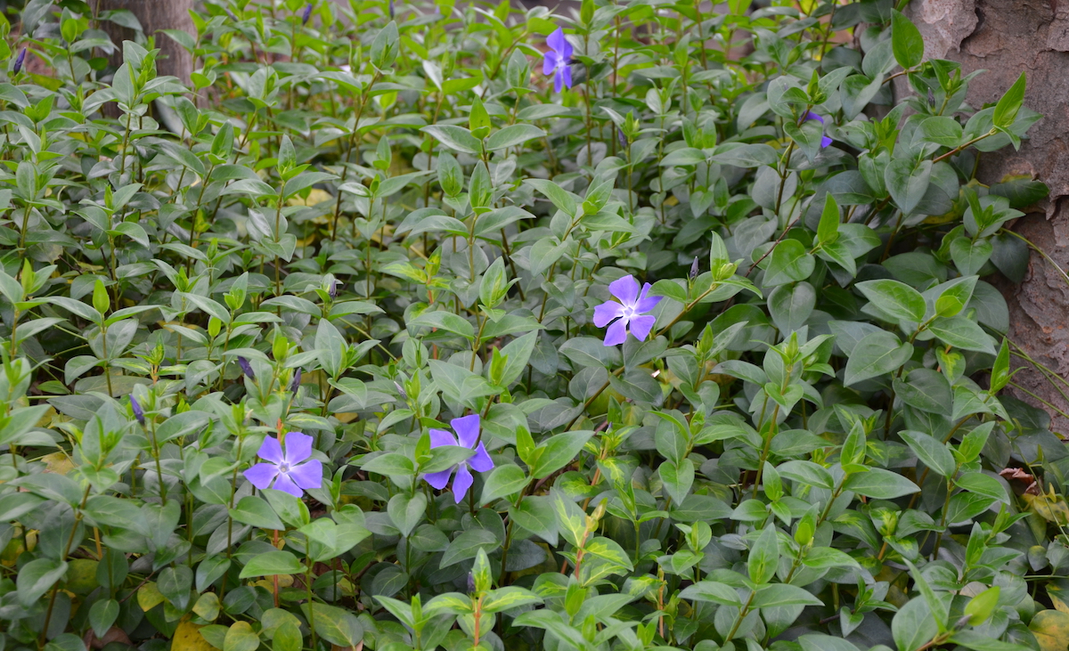 青 紫の花 春に道端で咲く花の名前を知っていますか ボタニーク