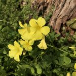 オオキバナカタバミ（大黄花片喰）の花