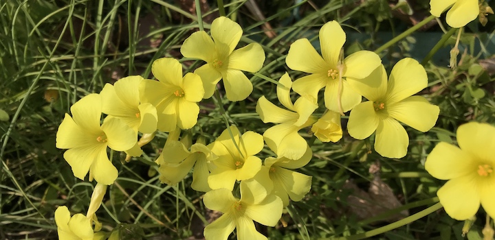 オオキバナカタバミ | 植物図鑑 - ボタニーク