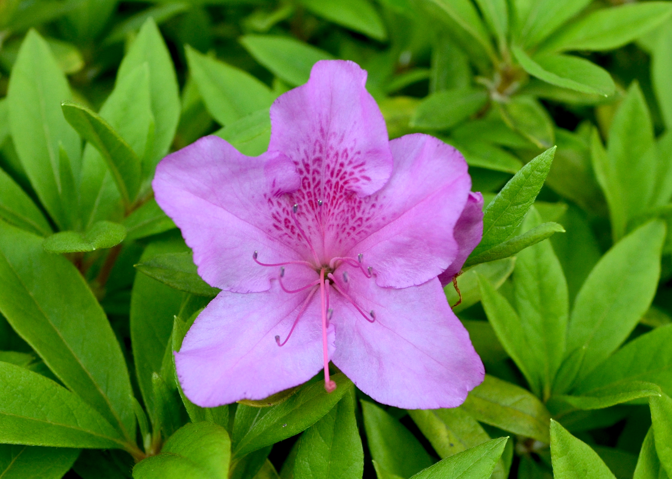 ネクターガイド 蜜標 植物の用語集 ボタニーク ネクターガイド 蜜標 植物の用語集 ボタニーク