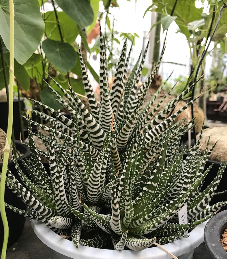 十二の巻 じゅうにのまき の育て方 白い縞模様が特徴のハオルチアの入門種 植物図鑑 ボタニーク