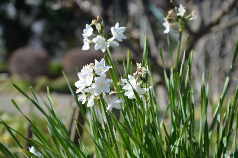 スイセン（水仙） | 植物図鑑 - ボタニーク