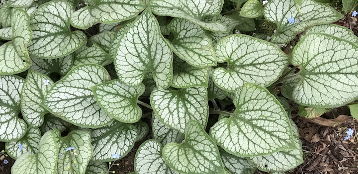 ブルンネラ 植物図鑑 ボタニーク