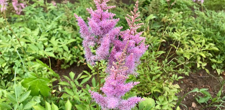 アスチルベの育て方 ふわふわとした柔らかな質感の花 植物図鑑 ボタニーク