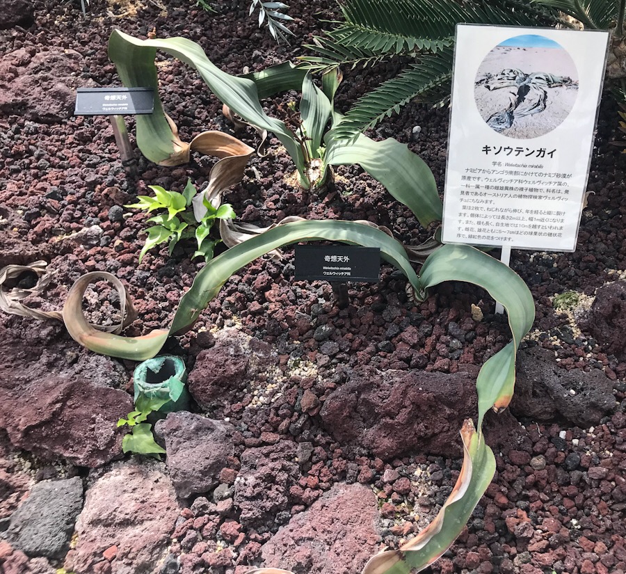 種子】奇想天外 ウェルウィッチア ミラビリス （Welwitschia mirabilis 