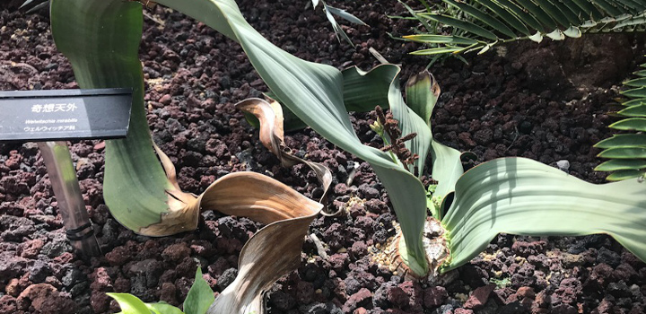 ウェルウィッチアの種 Welwitschia mirabilis 10粒 - www.csihealth.net