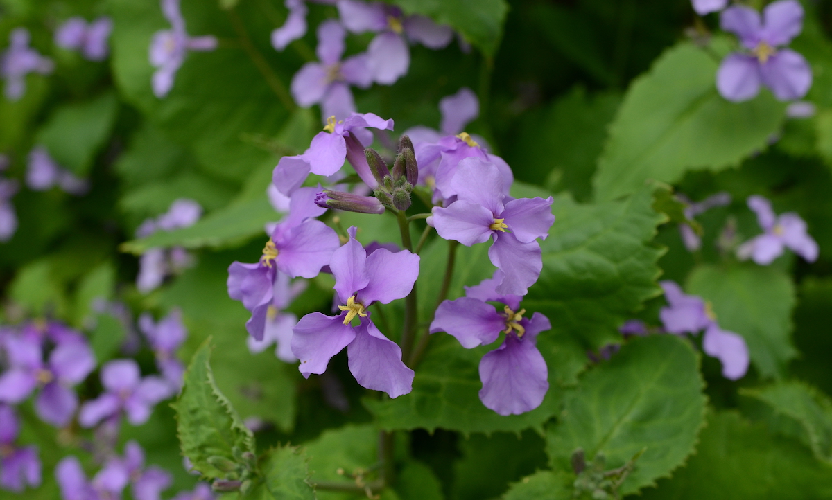 青 紫の花 春に道端で咲く花の名前を知っていますか ボタニーク