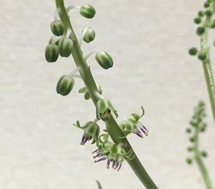レデボウリア・ソシアリスの花