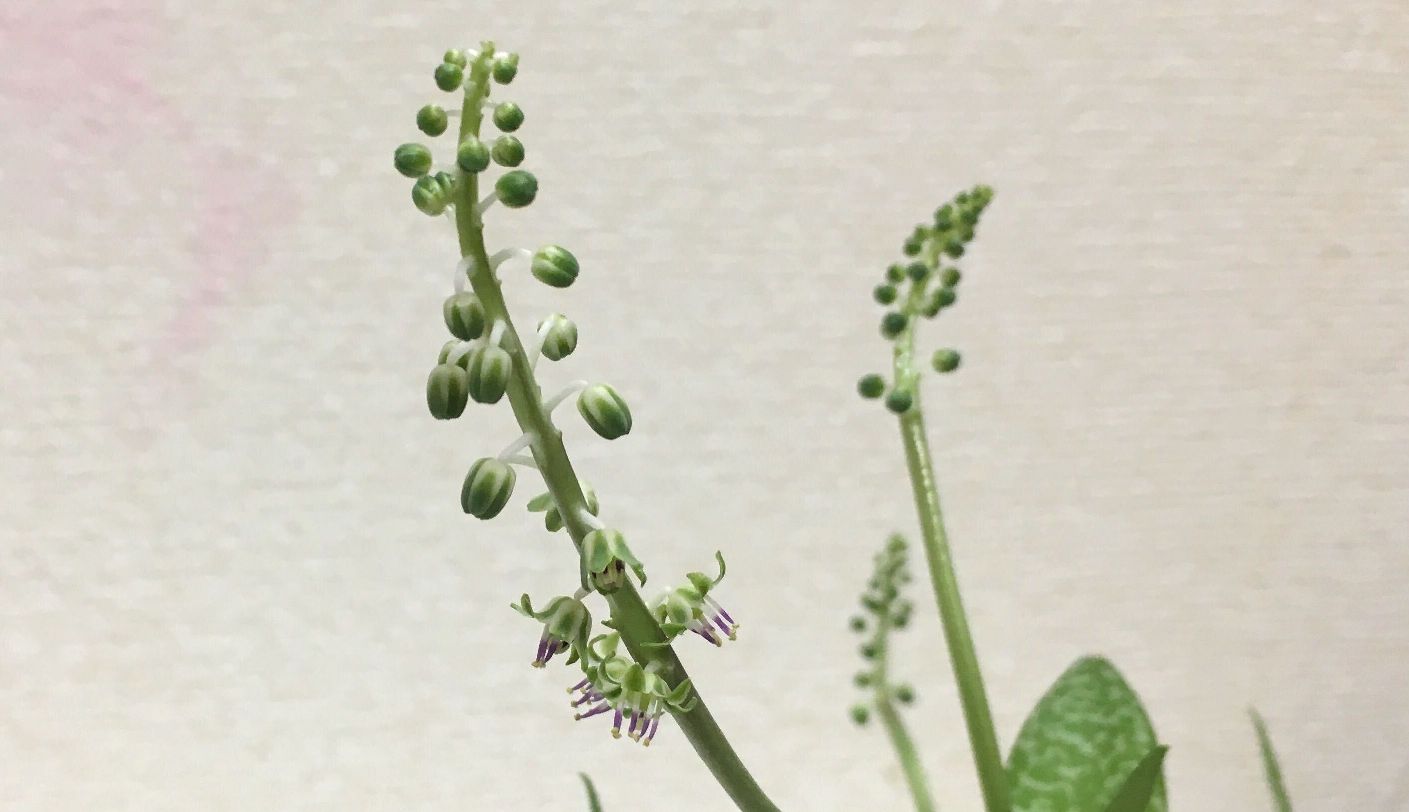 レデボウリア・ソシアリスの花