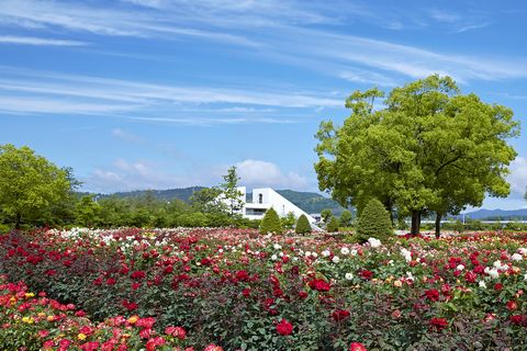 19 春のバラまつり 19年5月 ｒｓｋバラ園 ボタニーク