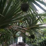 板橋区立 熱帯環境植物館