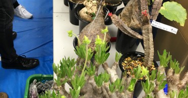 春の「サボテン・多肉植物ビッグバザール」2017
