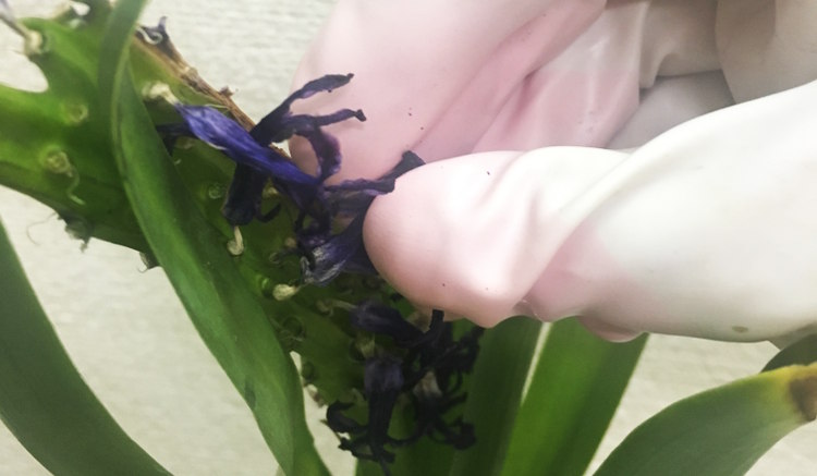 チューリップ ヒヤシンスの咲き終わりには花がら摘みをしよう ボタニーク