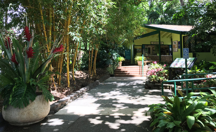 ハワイの植物園 フォスターボタニカルガーデン